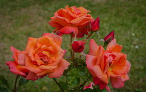 Orange roses with buds on a bed in the garden