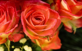 Orange roses with dew on petals close-up