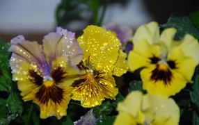 Pansy flowers in drops of dew