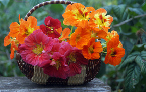 Pink and orange nasturtium flowers in the basket