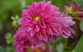 Pink beautiful flowers of dahlia close up