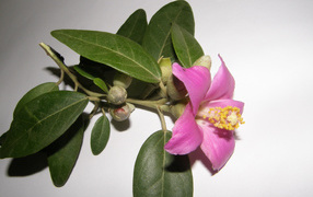 Pink camellia flower on a gray background close-up