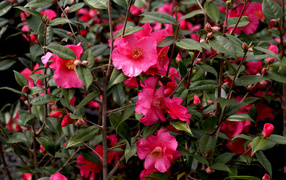 Pink camellia flowers on a branch