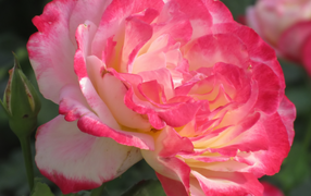 Розовый нежный цветок розы крупным планом