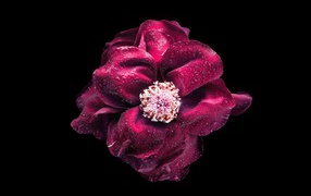 Розовый цветок в каплях росы на черном фоне крупным планом