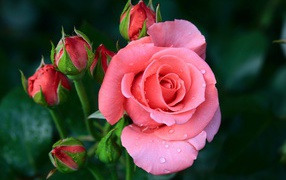 Pink flower of a rose with buds in drops of dew