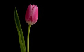 Розовый нежный тюльпан на черном фоне