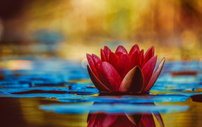 Pink lotus flower reflected in water