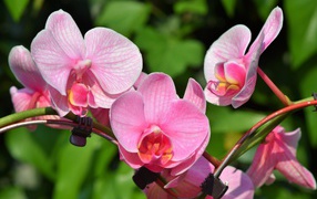 Розовые цветы орхидеи в лучах солнца