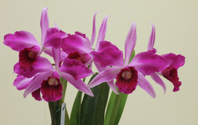 Розовые цветы орхидеи на сером фоне