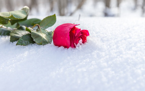Розовая роза на снегу
