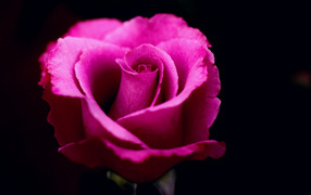 Розовая роза на черном фоне крупным планом