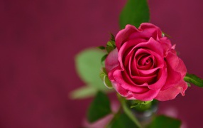 Розовая роза на розовом фоне