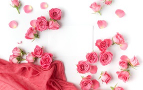 Розовые розы с белым листом бумаги на белом фоне