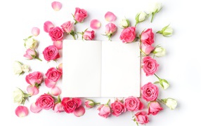 Розовые розы с белым листом, шаблон для открытки