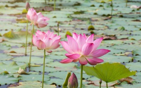 Розовые нежные цветы лотоса в воде