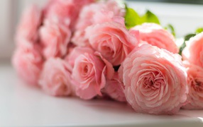 Розовые нежные розы на подоконнике