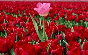 Розовый тюльпан на поле с красными тюльпанами
