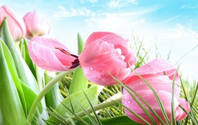 Розовые тюльпаны на фоне голубого неба
