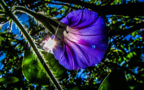 Purple flower of morning glory in the sun