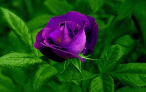 Purple rose flower with green leaves