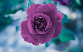Фиолетовая роза вид сверху 