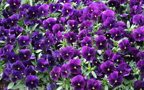 Фиолетовые маленькие цветы анютины глазки 