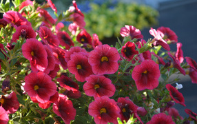 Красные садовые цветы калибрахоа