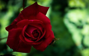 Красная красивая садовая роза крупным планом