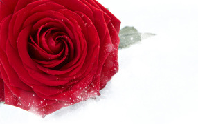 Красная крупная роза в снегу