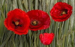 Red poppy flowers on green spikelets of wheat