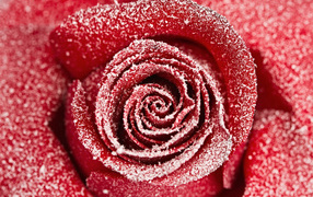 Красная роза покрытая инеем крупным планом 