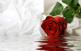 Red rose with a white silk cloth in water