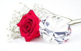 Red rose with big diamond on a white background