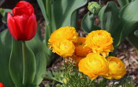 Красный тюльпан и желтые лютики на клумбе
