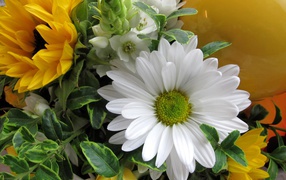 Цветы подсолнуха с белыми цветами хризантемы 