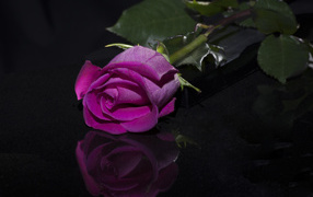 Розовая роза отражается в черной поверхности