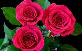 Три красивых розовых розы в каплях воды