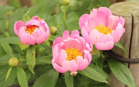 Three pink peony flowers