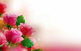 Три розовых розы, шаблон для открытки 