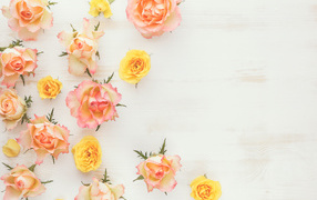 Torn flowers of pink and yellow roses on the table