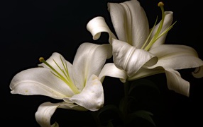 Two beautiful white lilies on a black background