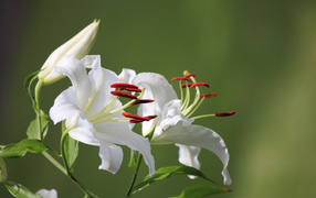 Two delicate white lilies with a bud