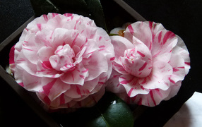 Два розовых цветка камелии крупным планом