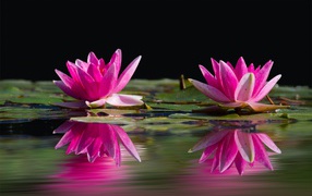 Два розовых цветка лотоса в воде 