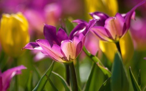 Два фиолетовых цветка тюльпана крупным планом