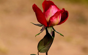 Нераспустившаяся красная роза