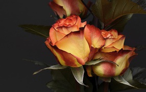 Необычные красивые оранжевые розы