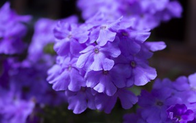 Фиолетовый цветок гортензии крупным планом