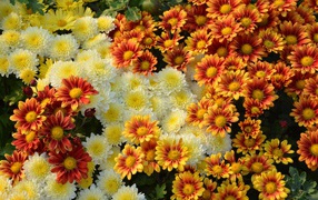 White and orange chrysanthemums on the flower bed